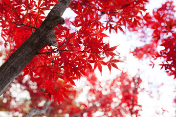 紅葉のクローズアップ