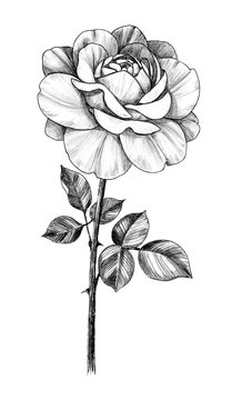 Hand drawn Rose  Branch with Flower