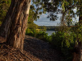 River Dawn with Reflection