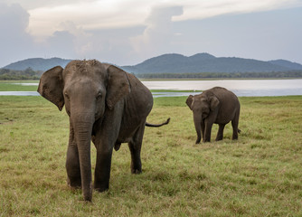 Fototapeta na wymiar Two Elephants Walk Across Open Field in Habarana Sri Lanka.