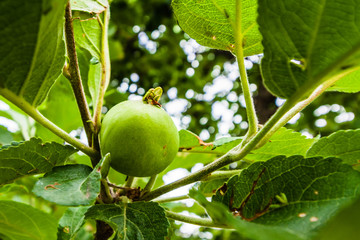 A branch of apple trees with green leaves and small growing apples. Close up view