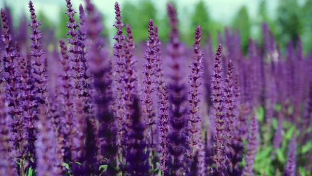 Summer meadow of beautiful blooming dark pink violet sage flower (Salvia nemorosa) field in sunny day. Majestic colorful clary field in the city park on the background of trees. Wind is blowing.