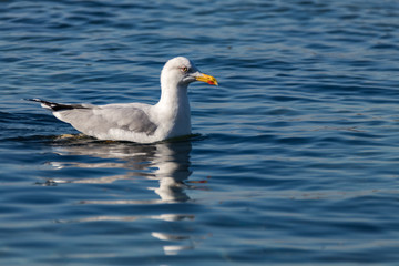 seagull in the water