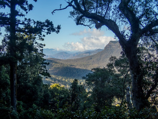 Rain forest with trees and mountains