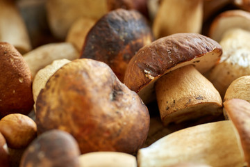 Bolete mushrooms ready to cook