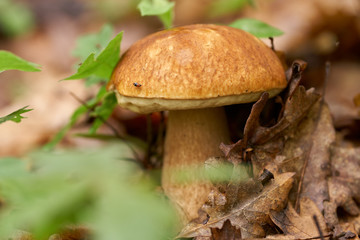 Bolete in the forest after rain