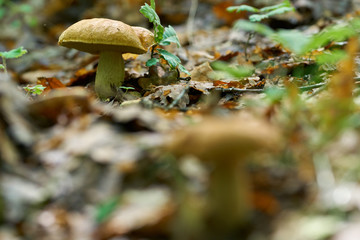 Bolete in the forest after rain