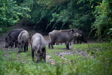 Feral pigs after dusk