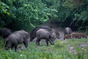 Feral pigs after dusk