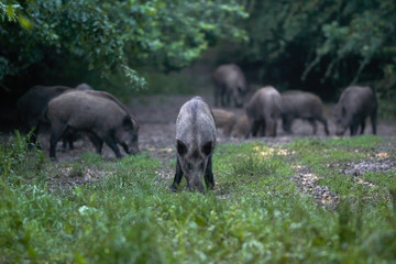 Feral pigs after dusk