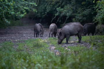 Feral pigs after dusk
