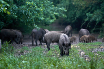 Feral pigs after dusk
