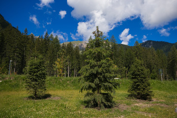 Bosco nei pressi del lago di Braies in Alto Adige