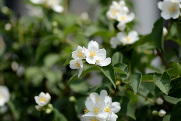 Beautiful mock orange (Philadelphus) flowers on a sunny day close up