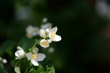Beautiful mock orange (Philadelphus) flowers on a sunny day close up