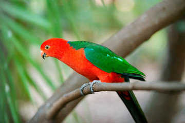 Australian King Parrot.