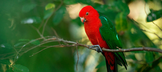 Fototapeta premium Australian King Parrot.