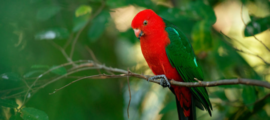 Australian King Parrot.