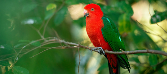 Australian King Parrot.