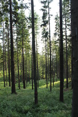Las w Beskidzie Śląskim