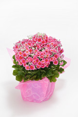 サイネリアメラコイデス