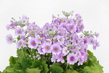 サイネリアメラコイデス