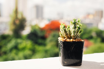 Cactus growing in black flowerpot