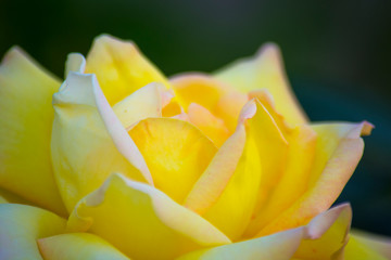 Fototapeta na wymiar Yellow Rose Flower on Black Background