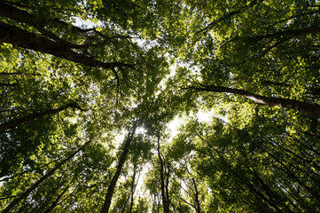 A grove of beech trees