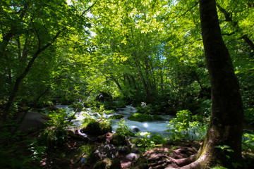 Obraz premium 日本の森の中の美しい川