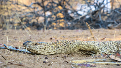 Rock monitor on ground with brown background