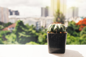 Cactus growing in black flowerpot