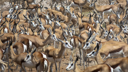 Mass antelopes at watering hole in Ethosha National park