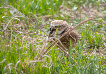 A burrowing owl preys on a large black beetle in the prairie.
