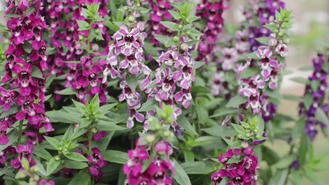 Beautiful blooming angelonia goyazensis benth in the park, vivid pink angelonia goyazensis benth, Angelonia Serana Lavender