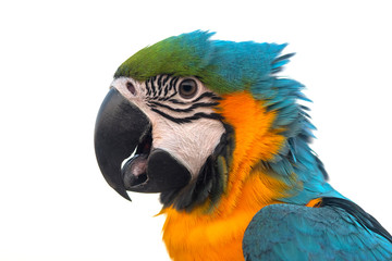 Closeup blue and gold macaw on white background