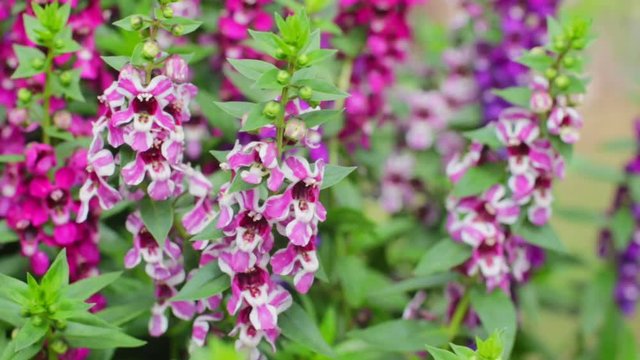 Beautiful blooming angelonia goyazensis benth in the park, vivid pink angelonia goyazensis benth, Angelonia Serana Lavender