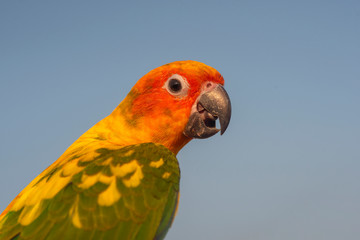 Sun Conure ,Parrot with intelligence