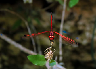 Dragonflies on sticks by waters edges,  flying above the water