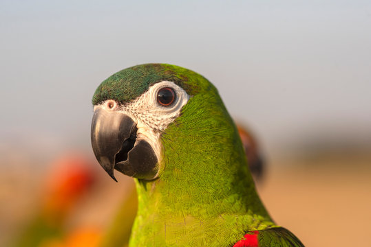 Closeup electus parrot ,beautiful bird