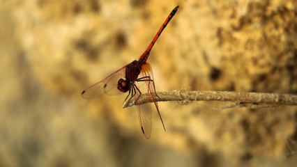 Dragonflies on sticks by waters edges,  flying above the water
