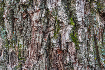 texture of oak bark with moss