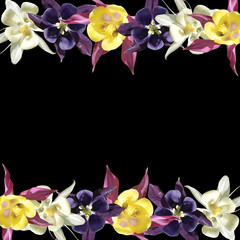 Beautiful floral background of white, purple and crimson Aquilegia. Isolated