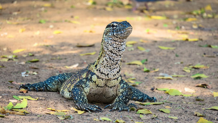 Fototapeta na wymiar Grey water monitor lizard with yellow spots on leafy ground