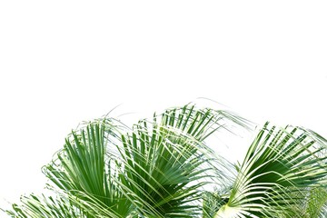 Palm leaves with branches and sunlight on white isolated background for green foliage backdrop 