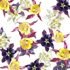 Fototapeta na wymiar Beautiful floral background of white, purple and crimson Aquilegia. Isolated