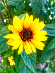 yellow flower