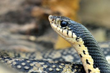 Malagasy Giant Hognose ( Leioheterodon madagascariensis ), snake living from Madagascar.