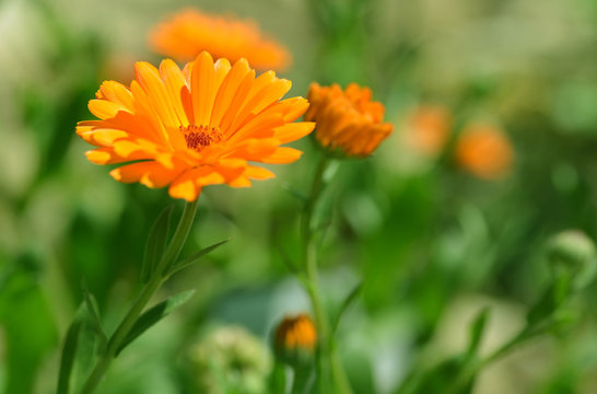 Pot Marigold (Calendula officinalis) on blur background. Orange flowering medicinal plant of the family Asteraceae.