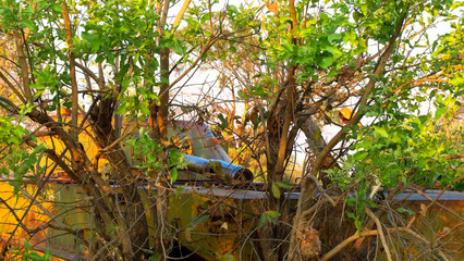 Rusted tanks in bush of Angola